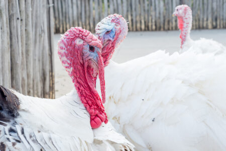 Tips on How to Raise Turkeys Image